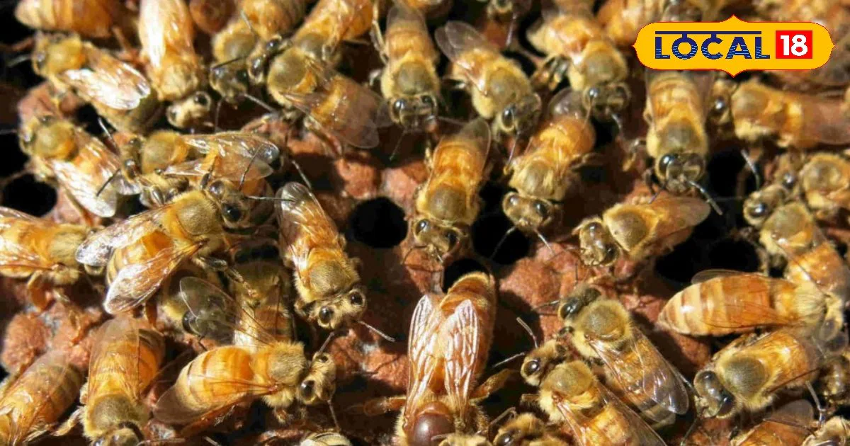 Business Idea: कम लागत, तगड़ा मुनाफा! आंगन या छत से शुरू करें ये बिजनेस, सरकार भी करेगी मदद, बन जाएंगे मालामाल