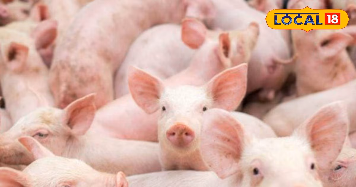 Business Idea: किसान भाई! खेती के साथ शुरू करें ये सुपरहिट बिजनेस, जेब कभी नहीं रहेगी खाली, बन जाएंगे मालामाल – Uttar Pradesh News