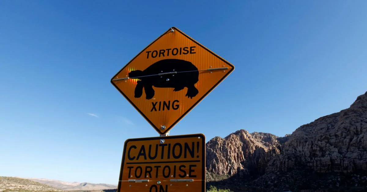 Mojave Desert: Why Judge Shuts 2200 Miles Trails for Tortoise | मोजावे रेगिस्तान में जज ने एक झटके में बंद किए 2200 मील लंबे रास्ते!