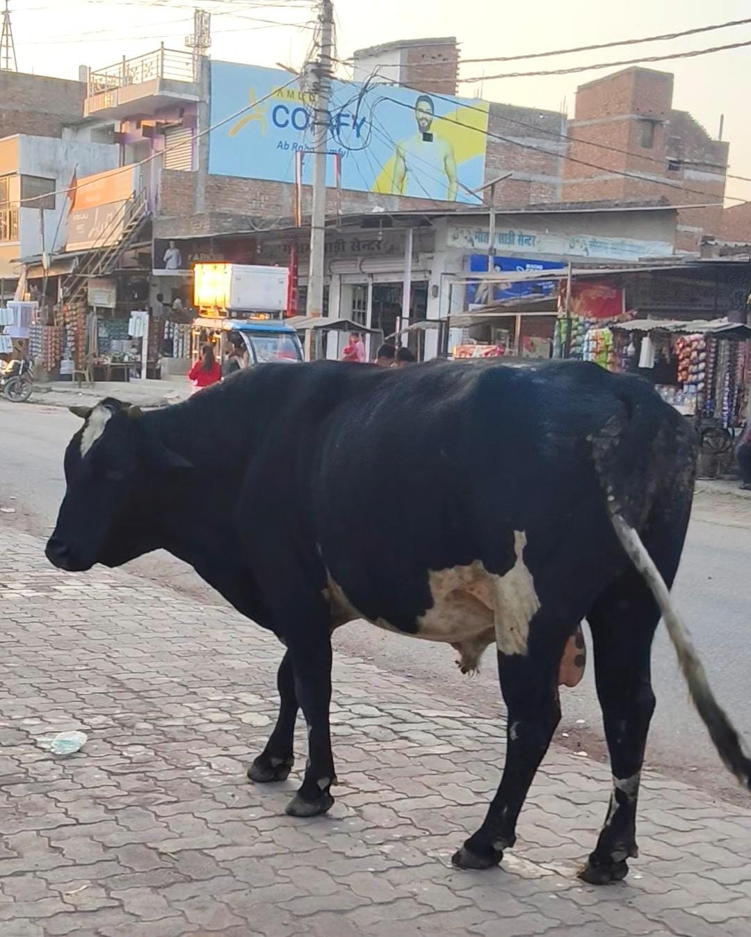 विंढमगंज में सांड का आतंक, लोगों ने प्रशासन से की कार्रवाई की मांग