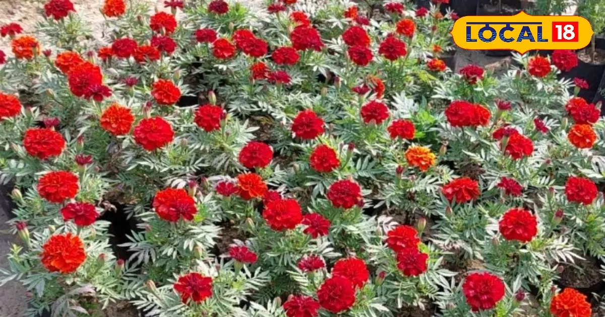 ऐसा बिजनेस जिसकी साल भर घर-घर में रहती है डिमांड, कैसें करें और कितना होगा लाभ, यहां पढ़ें पूरा गणित