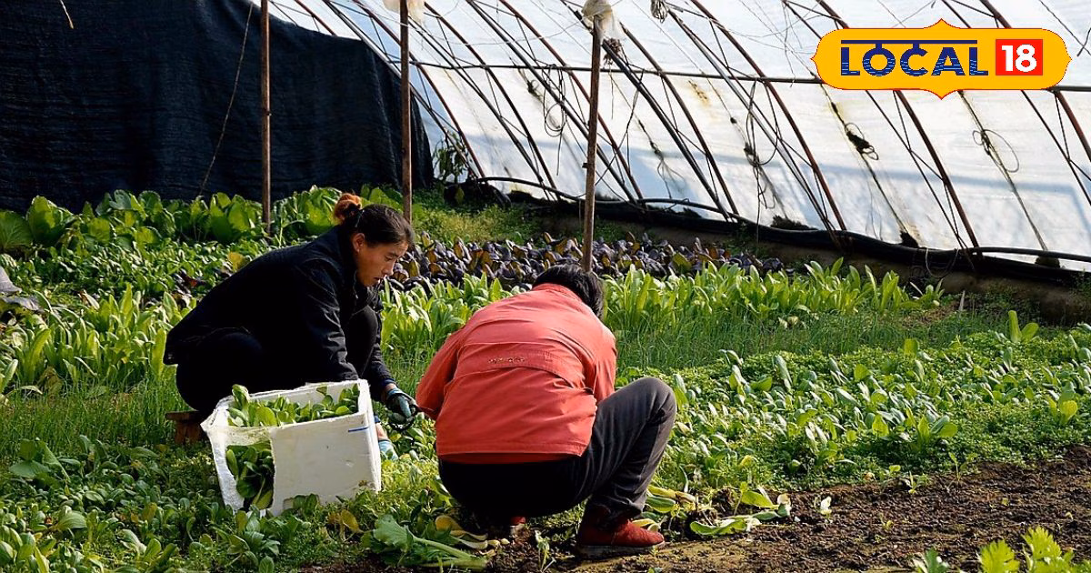 ऑनलाइन फूड से ऑर्गेनिक खेती तक, ये 3 बिजनेस आइडिया बना देंगे घर बैठे धन्ना सेठ! तेजी से बढ़ेगी आमदनी – Uttar Pradesh News