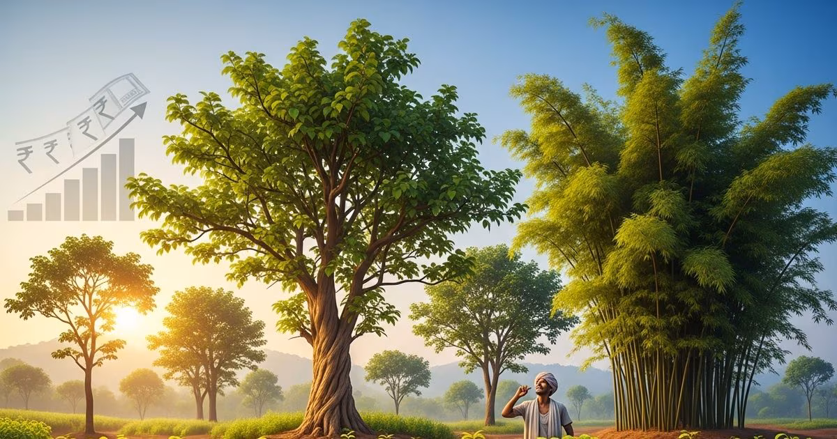 कमाई के लिए चंदन, सागवान, महोगनी, बांस और अगर की खेती के फायदे.