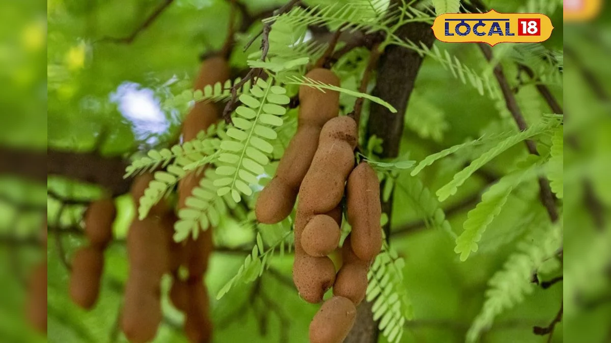 बंजर जमीन पर भी हो जाएगी इस पेड़ की खेती, कुछ ही सालों में बन जाएंगे मालामाल, जानिए पूरा तरीका – News18 हिंदी