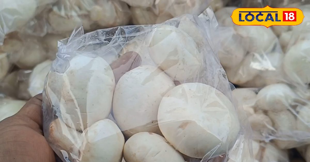 बिजनेस आइडिया : मशरूम उत्पादक किसान करें ये काम! महीनों तक खराब नहीं होगा उत्पाद, 4 गुना मिलेगा दाम – Uttar Pradesh News