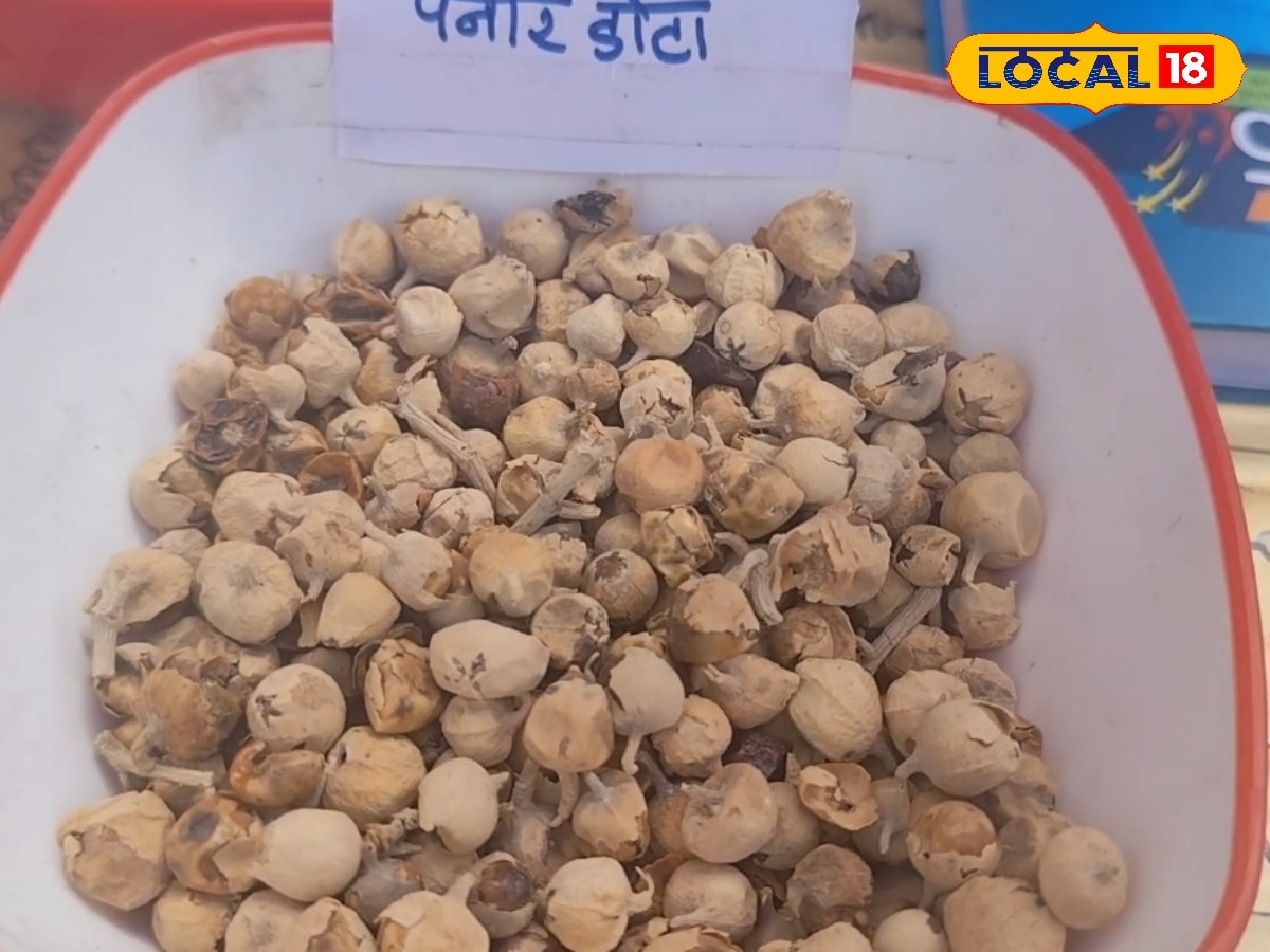 डायबिटीज में फायदेमंद है पनीर डोडा, पेनक्रियाज को करता है रिपेयर, रातभर भिगोकर पिएं पानी