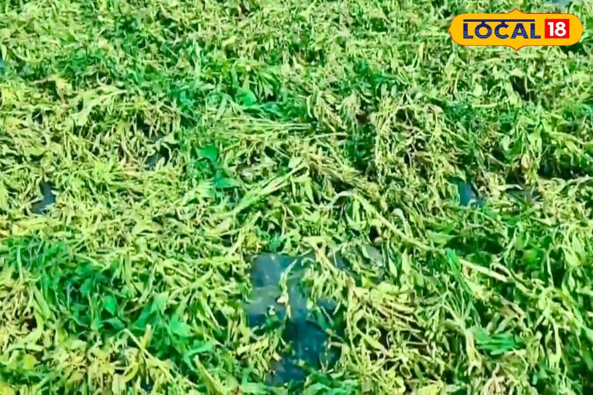 चीनी से 300 गुना मीठी फसल, एक बार लगाओ, पांच साल कमाओ… स्टीविया किसानों की बनी पहली पसंद