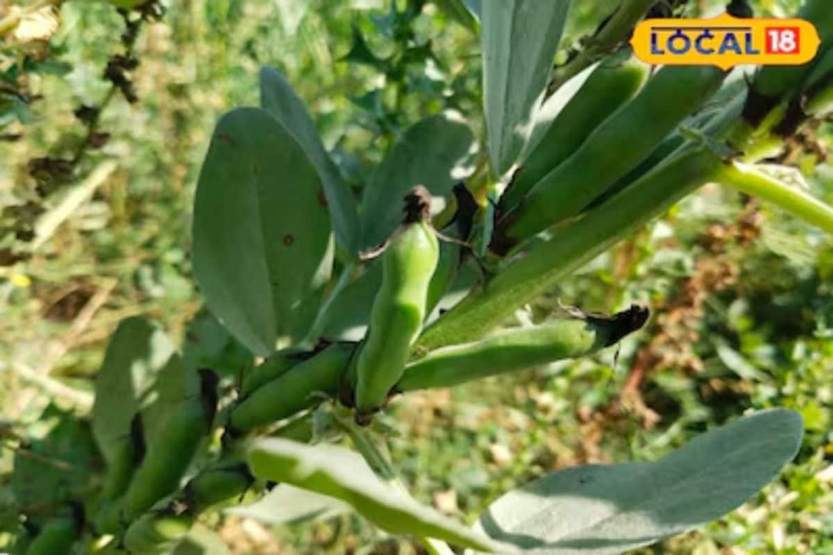 Broad Bean Cultivation: 5 हजार लागत 3 महीने की फसल और 1 लाख मुनाफा, बाकला किसानों को दे रही बढ़िया मुनाफा