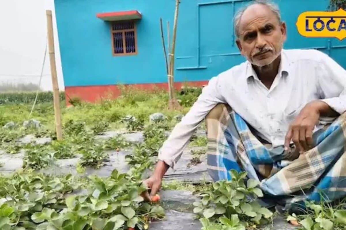 Video: पूर्णिया के किसान का कमाल! जीरो लागत में कमा रहे बंपर मुनाफा, नौकरी छोड़ बने ‘स्ट्रॉबेरी किंग’