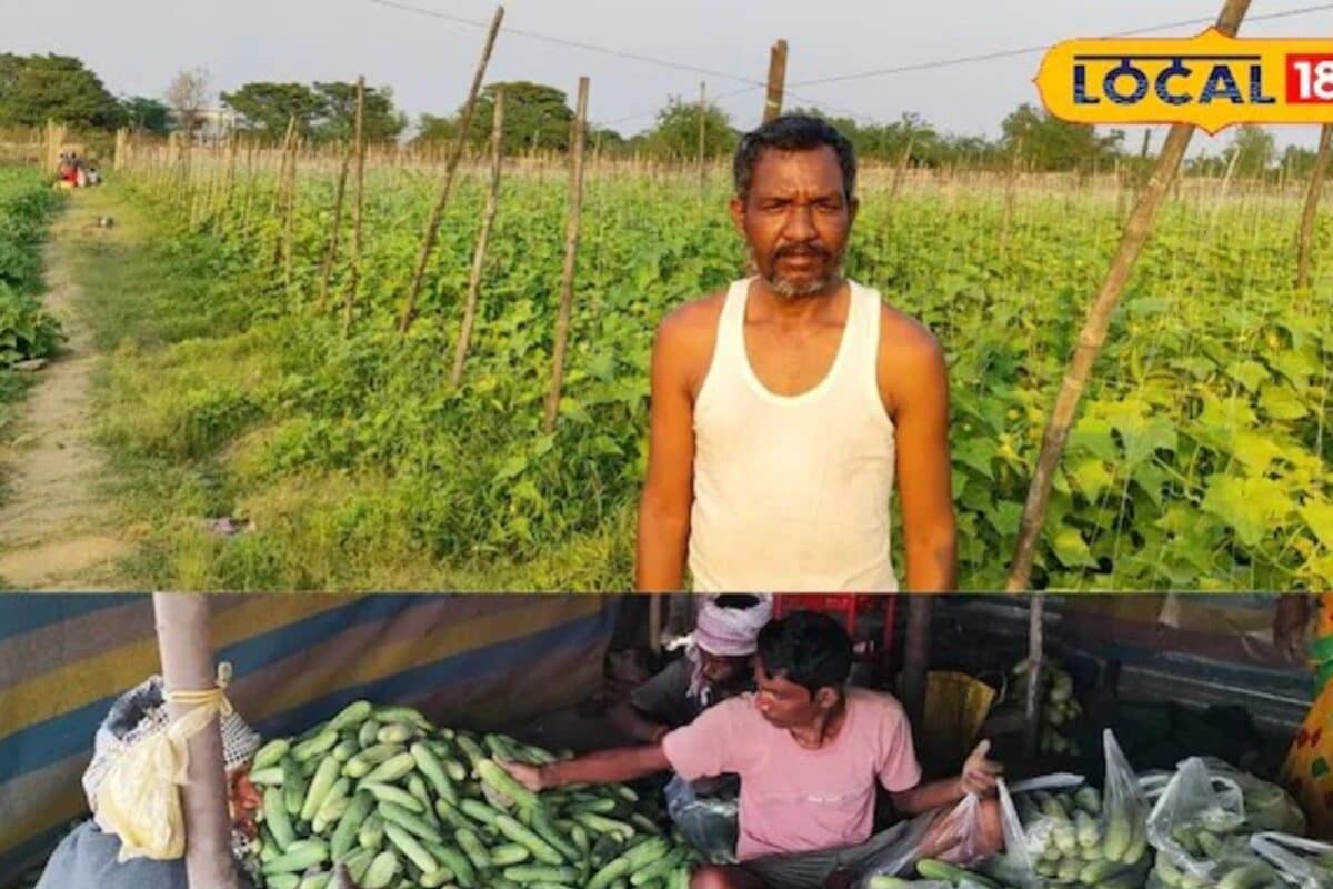 Video: खीरे की खेती का आदिवासी फॉर्मूला! 45 दिनों में 20 बार टूटेगा फल, मिसाल बना यह किसान