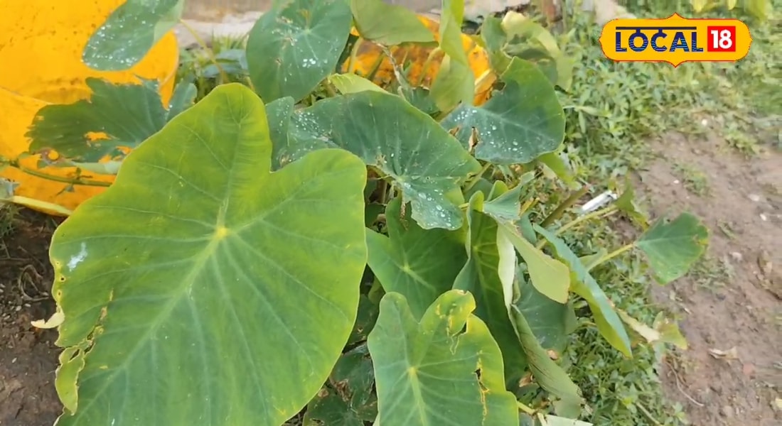 घर के पीछे उगता ‘अरबी का पत्ता’, मेहमानों के लिए इसका बनाएं टेस्टी पकौड़ी, बाहर का नाश्ता है फेल, जानें रेसिपी