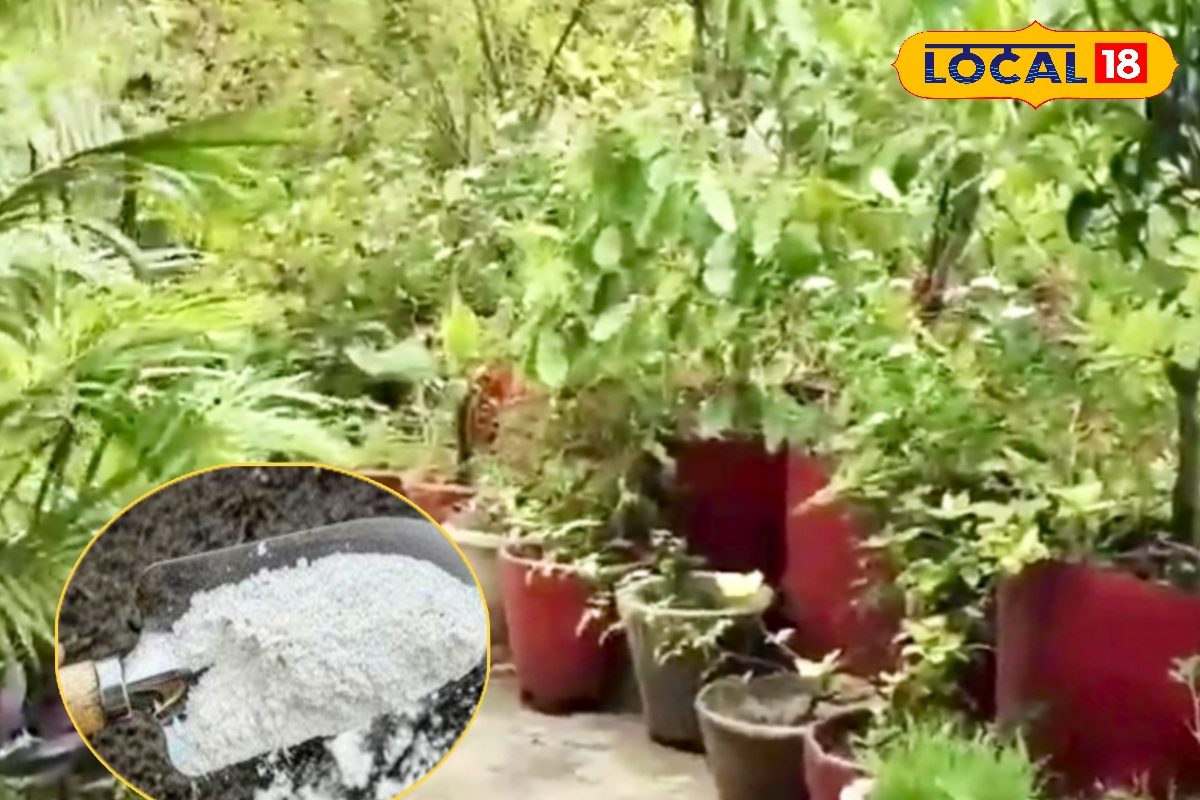 फूल-सब्जी के पौधों में नहीं हो रही वृद्धि, तो पान दुकान से ₹5 की ले आएं ये जादूई चीज, फिर देखें चमत्कार