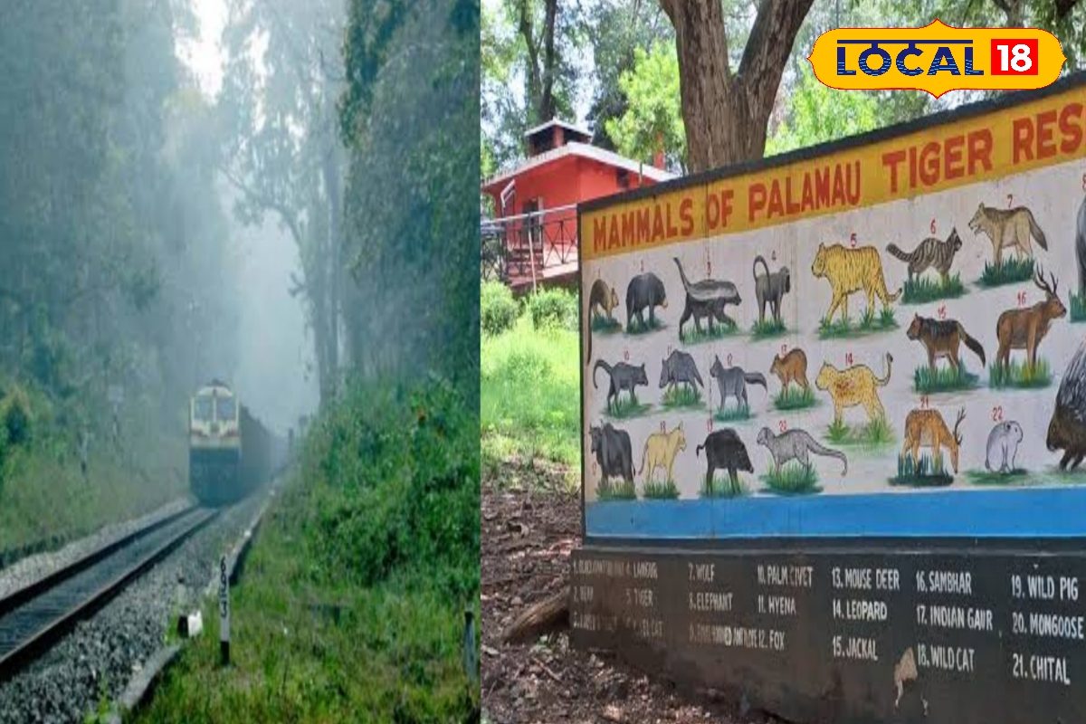 पलामू टाइगर रिजर्व में बड़ा फैसला, कोर एरिया से हटेगी रेलवे लाइन, वन्यजीवों को मिलेगा सुरक्षित कॉरिडोर