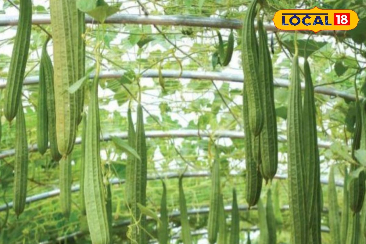 गर्मी में भी हरा-भरा रहेगा किचन गार्डन, इस तकनीक से लगाएं ये सब्जियां, बंपर होगा पैदावार