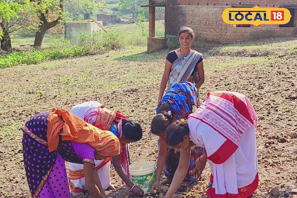 गुमला के पहाड़ों पर छाया ‘पीला सोना’ इसके लिए धूप और गर्मी से लड़ते हैं ग्रामीण, कमाई का एकमात्र जरिया