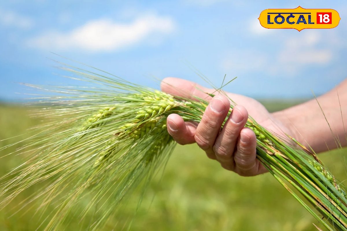 यूट्यूब से देख सीधे ना शुरू करें नयी तरह की खेती…इन बातों पर गौर भी जरूरी, ‘सेफ’ खेलना है तो पहले जानें ये