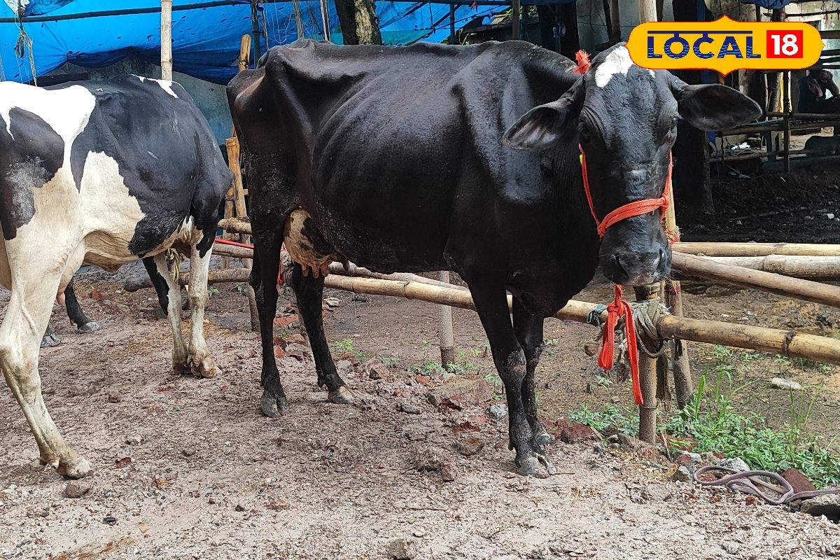 लकड़ी जैसी जीभ, खाना बंद! यह बीमारी पशुओं को दे सकती है मौत का न्योता, एक्सपर्ट से जानें सटीक उपचार