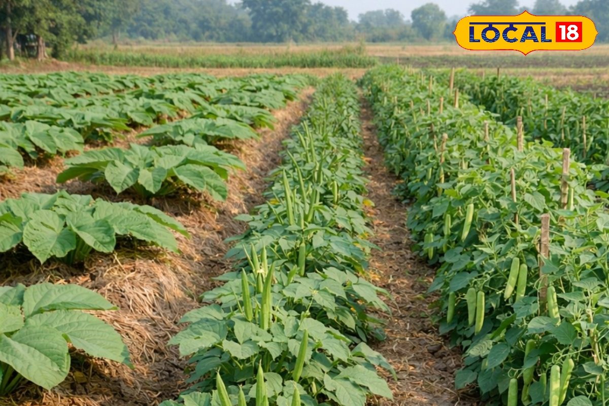 ओल की खेती ऐसे करें, प्रति एकड़ 10 लाख मुनाफा, पौधों के बीच लगा दें भिंडी-फ्रेंच बिन, निकल आएगी लागत
