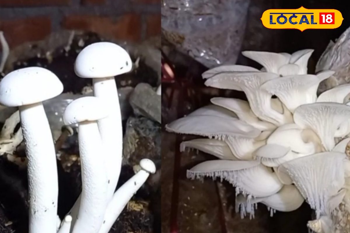 गर्मी में होती है मिल्की मशरूम की उपज, कम लागत में भी कमा सकते हैं तगड़ा मुनाफा