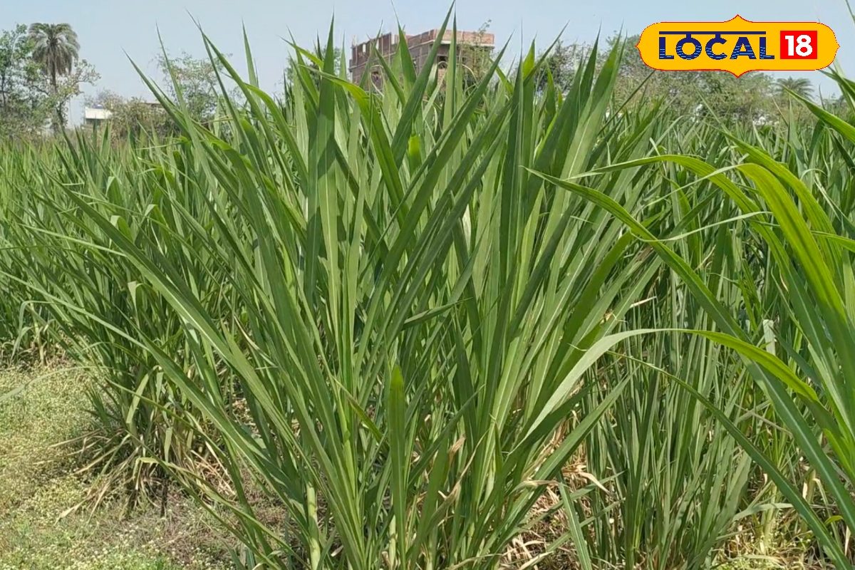 गर्मी में दूध की मात्रा बढ़ा देती है खास घास, पशु भी रहते हैं स्वास्थ्य, रोज होगा मुनाफा ही मुनाफा