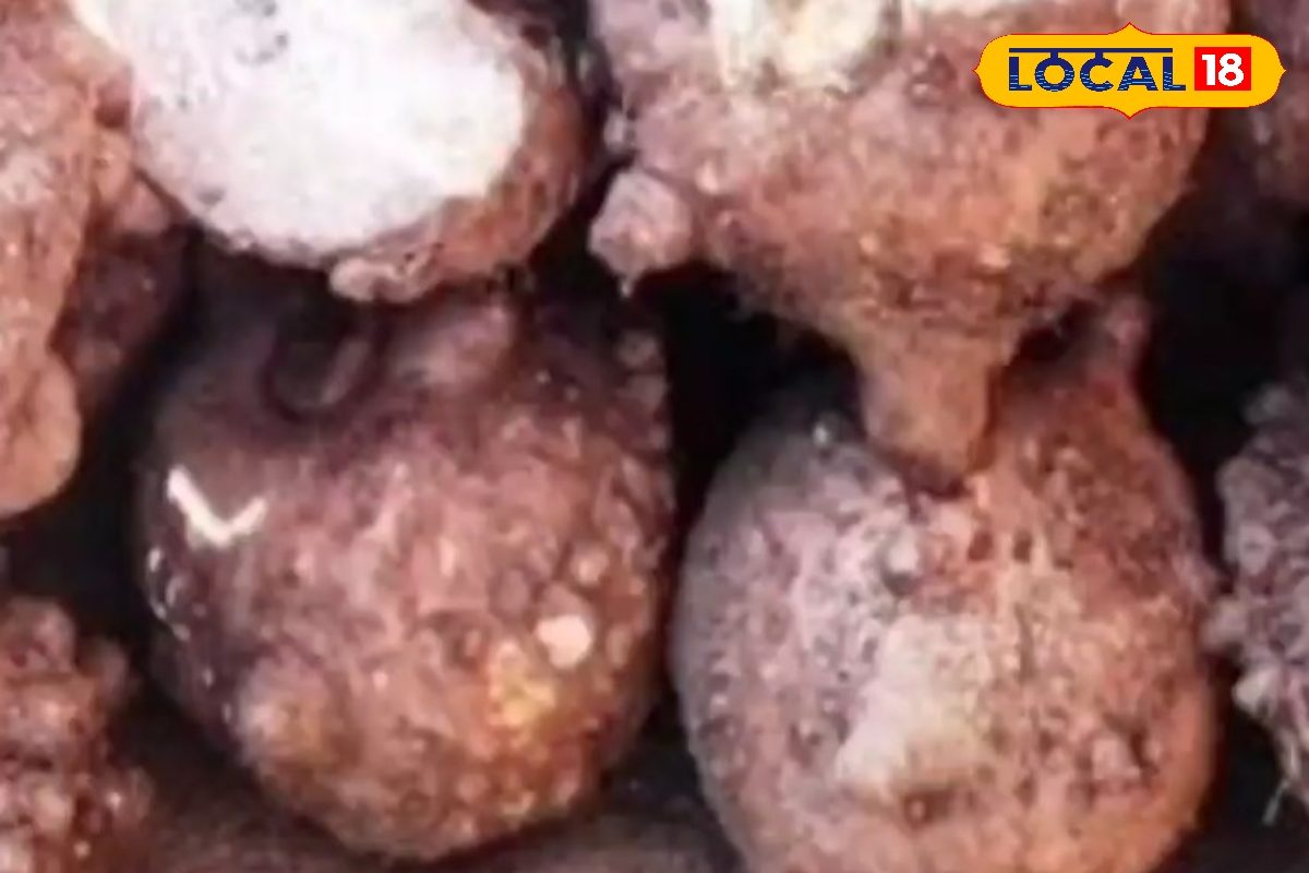 ओल की बुआई से पहले जान लें ‘गुरु मंत्र’, कीट और सड़न से बचेगी फसल, बंपर पैदावार से होंगे मालामाल