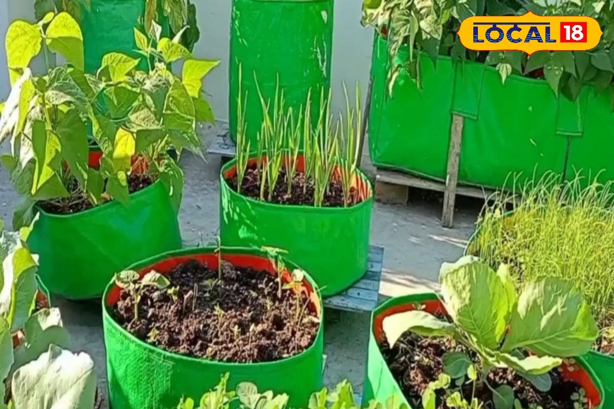 गर्मी में चढ़ते पारे के साथ चढ़ रहे सब्जियों के दाम, घर की छत पर उगा लें ये सब्जियां, 30 दिन में होंगी तैयार!