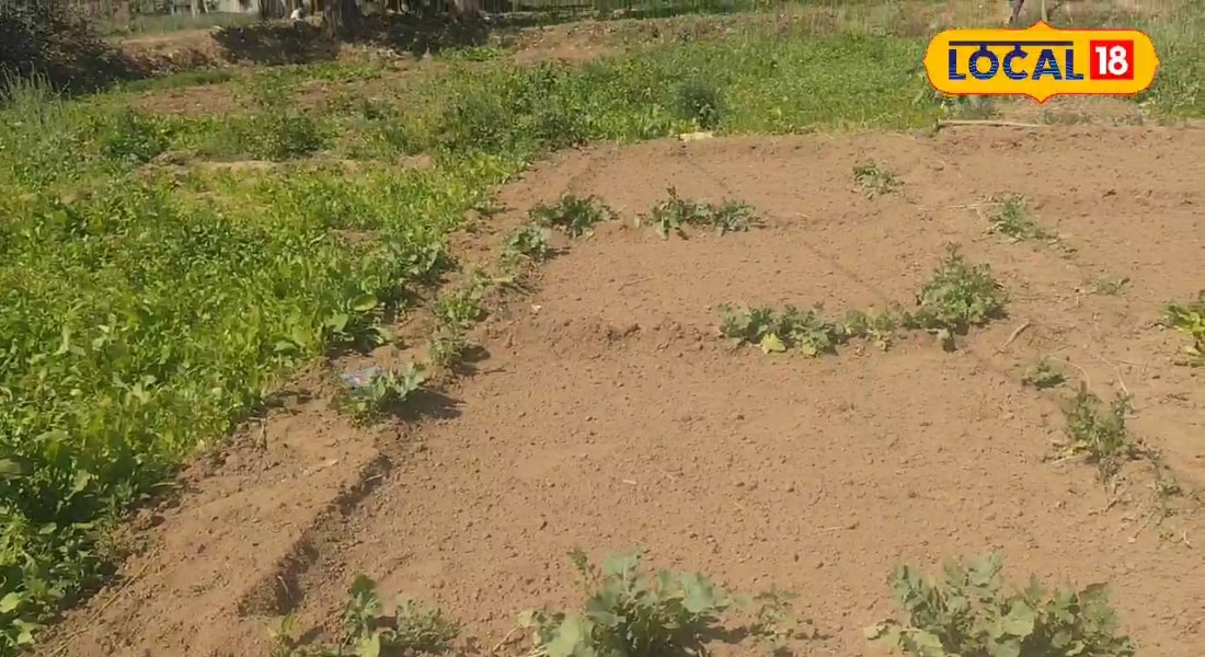 ऐसे करें लाल साग की खेती, 30 दिनों में कटना शुरू, हर दूसरे दिन ₹1000 कमाई, एक्सपर्ट ने बताया मुनाफा का राज