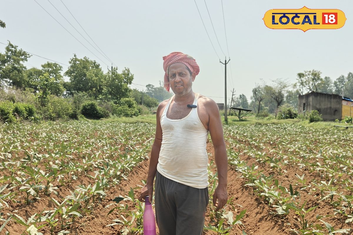 एक बटन से पूरे खेत में सिंचाई, मल्टी-लेयर फार्मिंग…स्मार्ट खेती से हो रही ‘स्मार्ट’ कमाई, 1 बीघे में 50000 मुनाफा