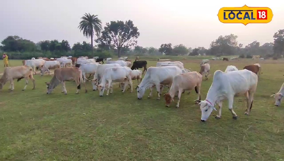 जूता-चप्पल और प्लास्टिक खा रही हैं गायें? पशुओं के एक्सपर्ट बोले- पशुओं में हो सकता है पाइका रोग, बचाने का सिर्फ ये है उपाय