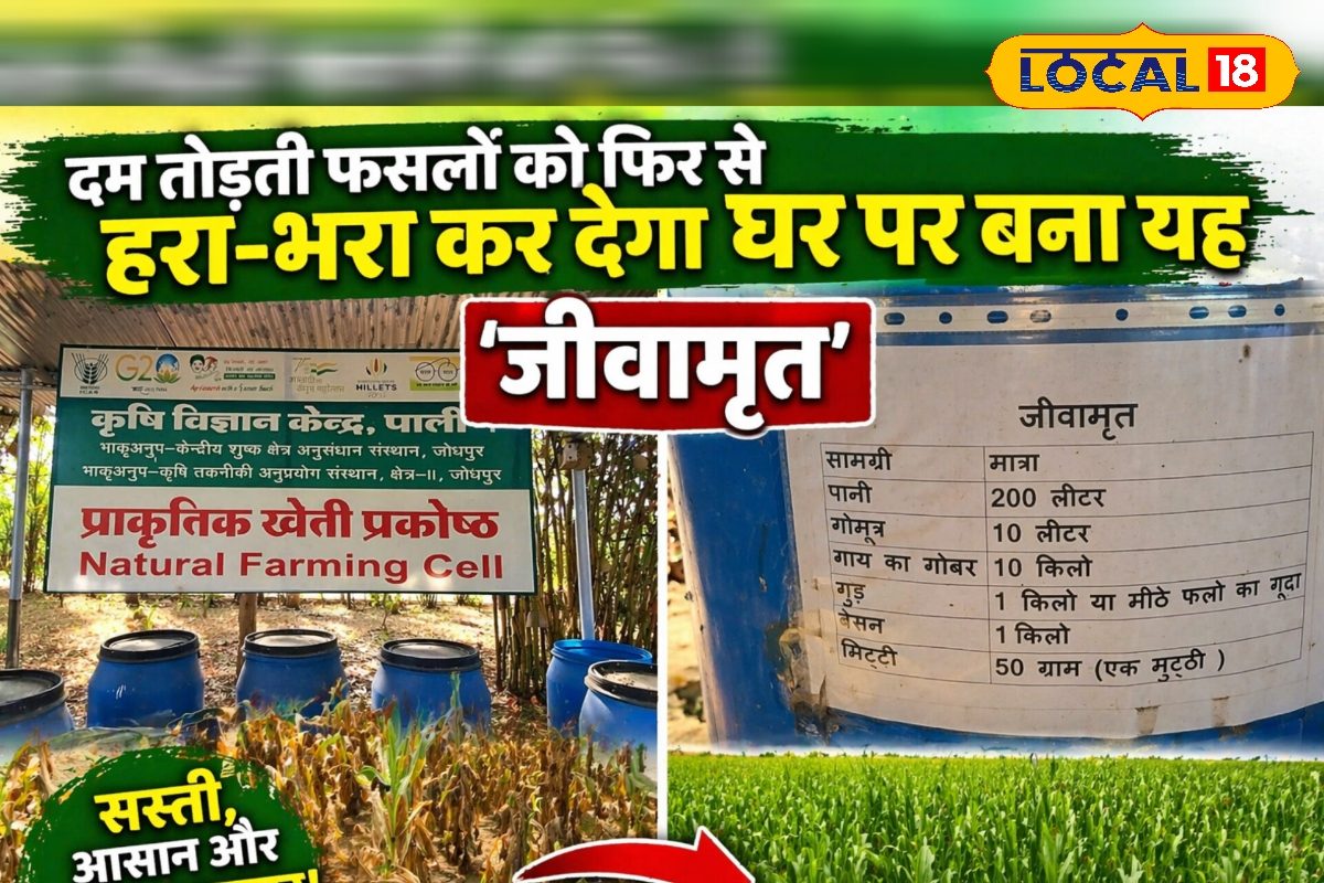 रसायन छोड़ ‘जीवामृत’ से खेती का नया रास्ता, पाली में वैज्ञानिकों का फॉर्मूला बदल रहा किसानों की तकदीर, देखें वीडियो
