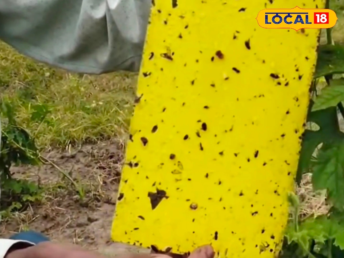 किसान कीट-पतंगों से नही होंगे परेशान, जानें मुफ्त में स्टिकी ट्रैप बनाने और लगाने का तरीका