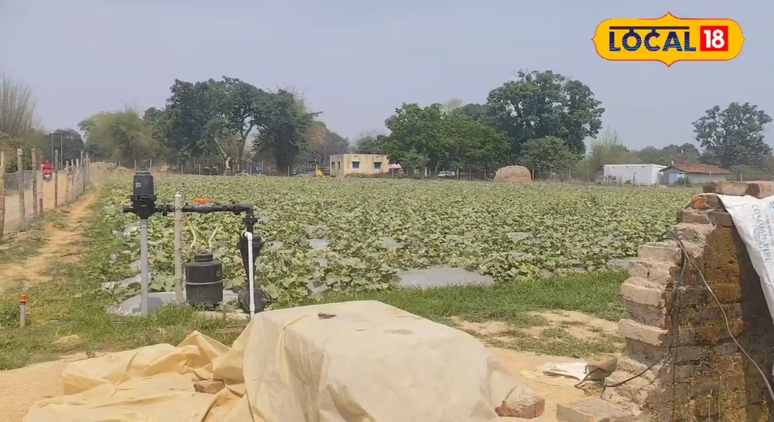 Success Story: 3 महीने में 150000 का मुनाफा! रांची की उर्मिला का खेती में कमाल, इस स्मार्ट तरीके से कर रही बंपर कमाई