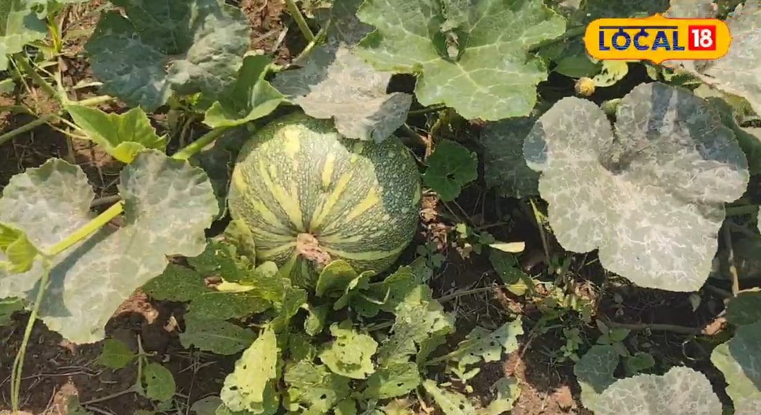 अनोखी है इस गांव की परंपरा, बलि की जगह भगवान को अर्पित करते हैं ये गोल सब्जी, हर घर में उगाने की दिलचस्प कहानी