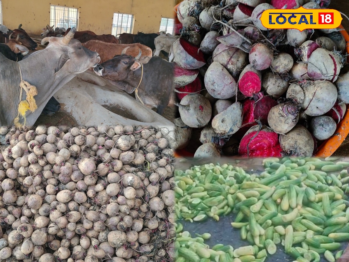 अब लू में भी नहीं घटेगा गाय-भैंस का दूध, बस डाइट में शामिल कर लें ये 3 फूड, गर्मी में बाल्टी से बहेगी धारा