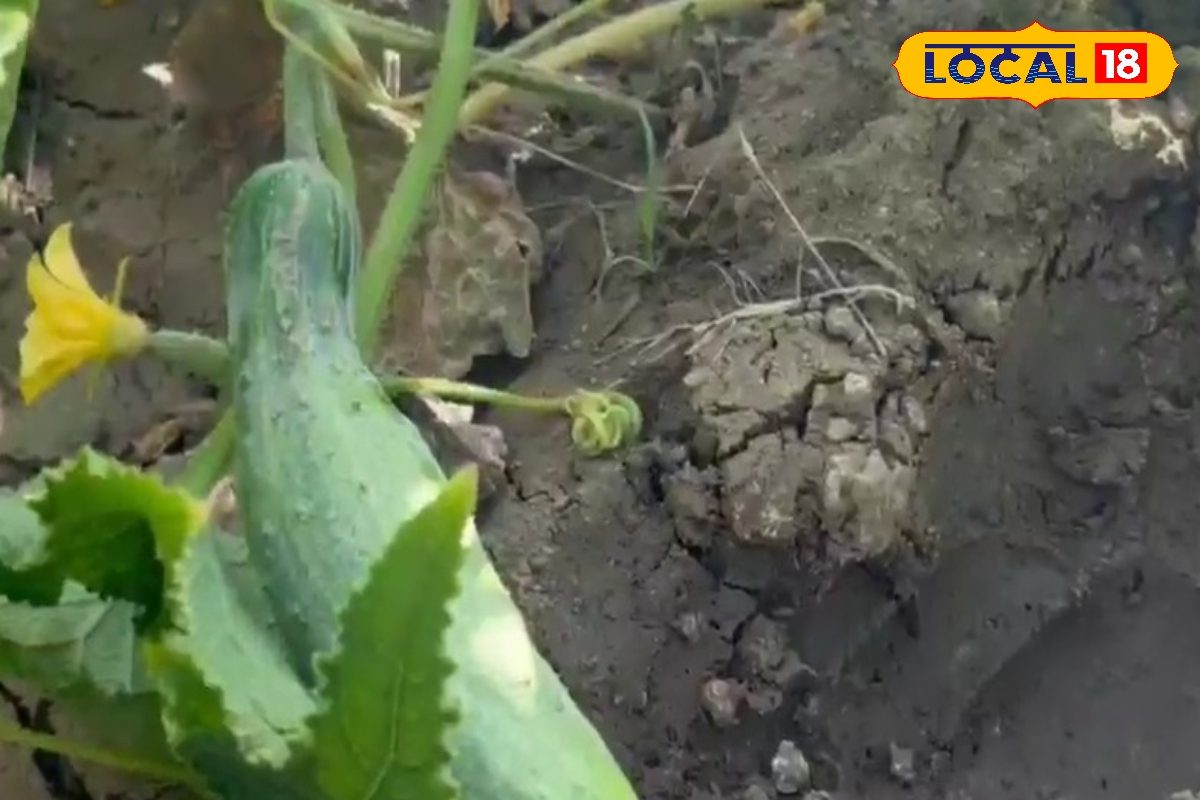 ऑर्गेनिक खीरा उगाते हैं पलामू के किसान शंकर महतो, खुद बनाते खाद…लागत आती कम, कमाई होती छप्परफाड़!