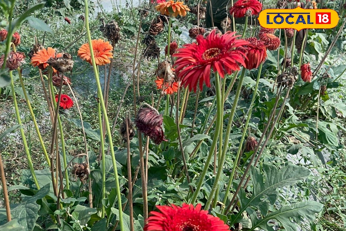 किसान हो तो शंकर जैसा… खेतों में लगा दिया 8 रुपये में बिकने वाला ये अनोखा फूल,अब लखपति बनने की कर रहे तैयारी