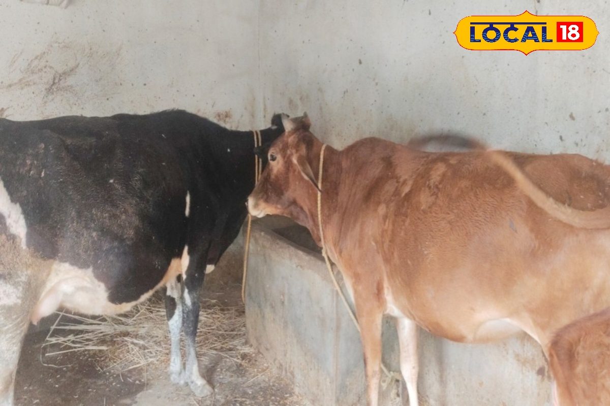 भीषण गर्मी में दुधारू पशुओं की कैसे करें देखभाल? पशु चिकित्सक से जानें आसान उपाय