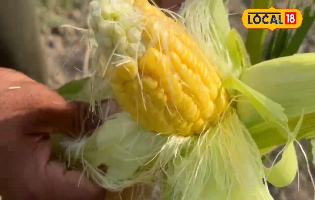 मक्का से तिगुने दाम पर बिकता है मीठा मक्का, 5 कट्ठा से 45000 का मुनाफा! धान-गेहूं नहीं अब है स्वीटकॉर्न का जलवा