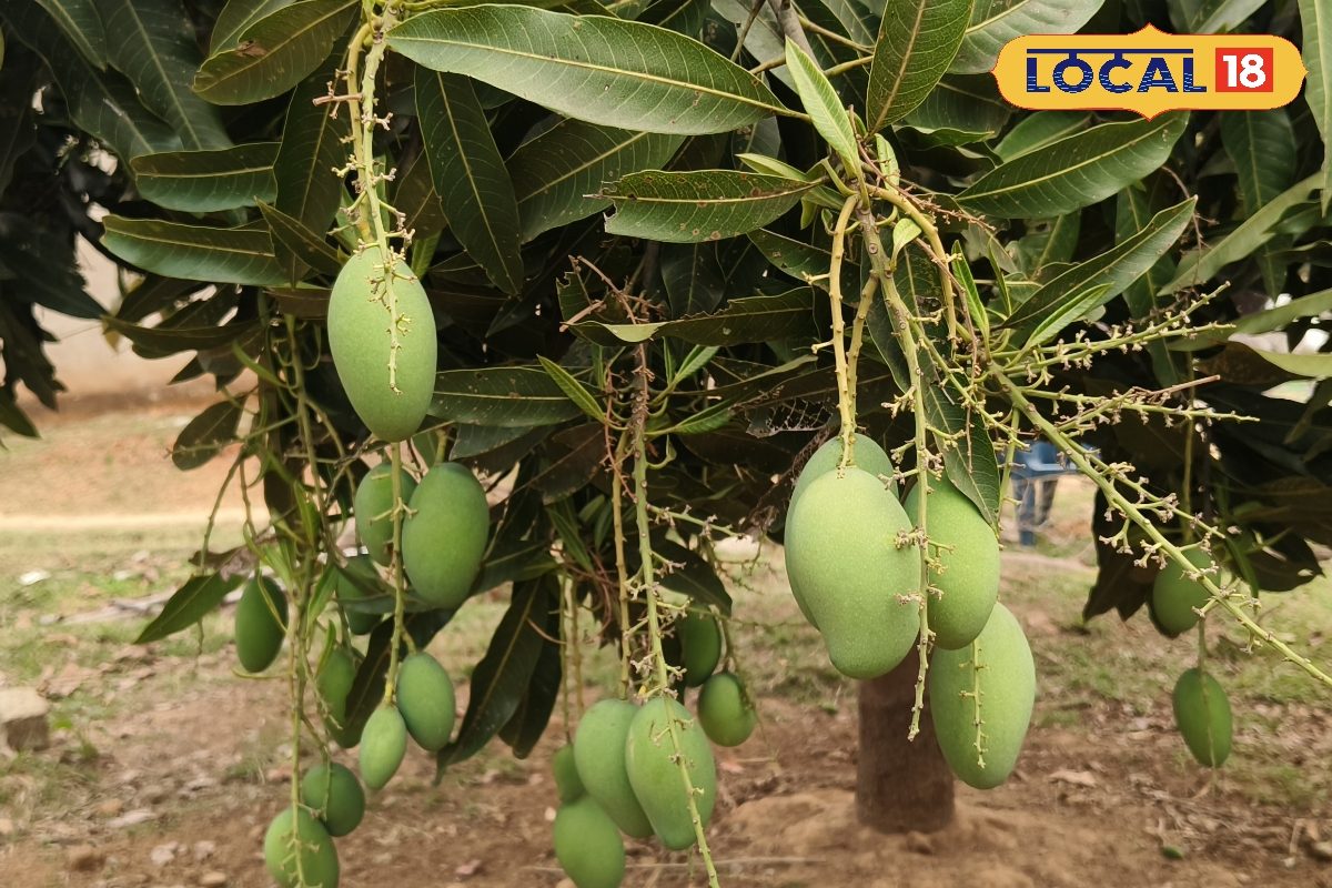 गुमला के किसानों ने आम की बागवानी से रचा इतिहास, खास तरीके की खेती से कमा रहे बंपर मुनाफा