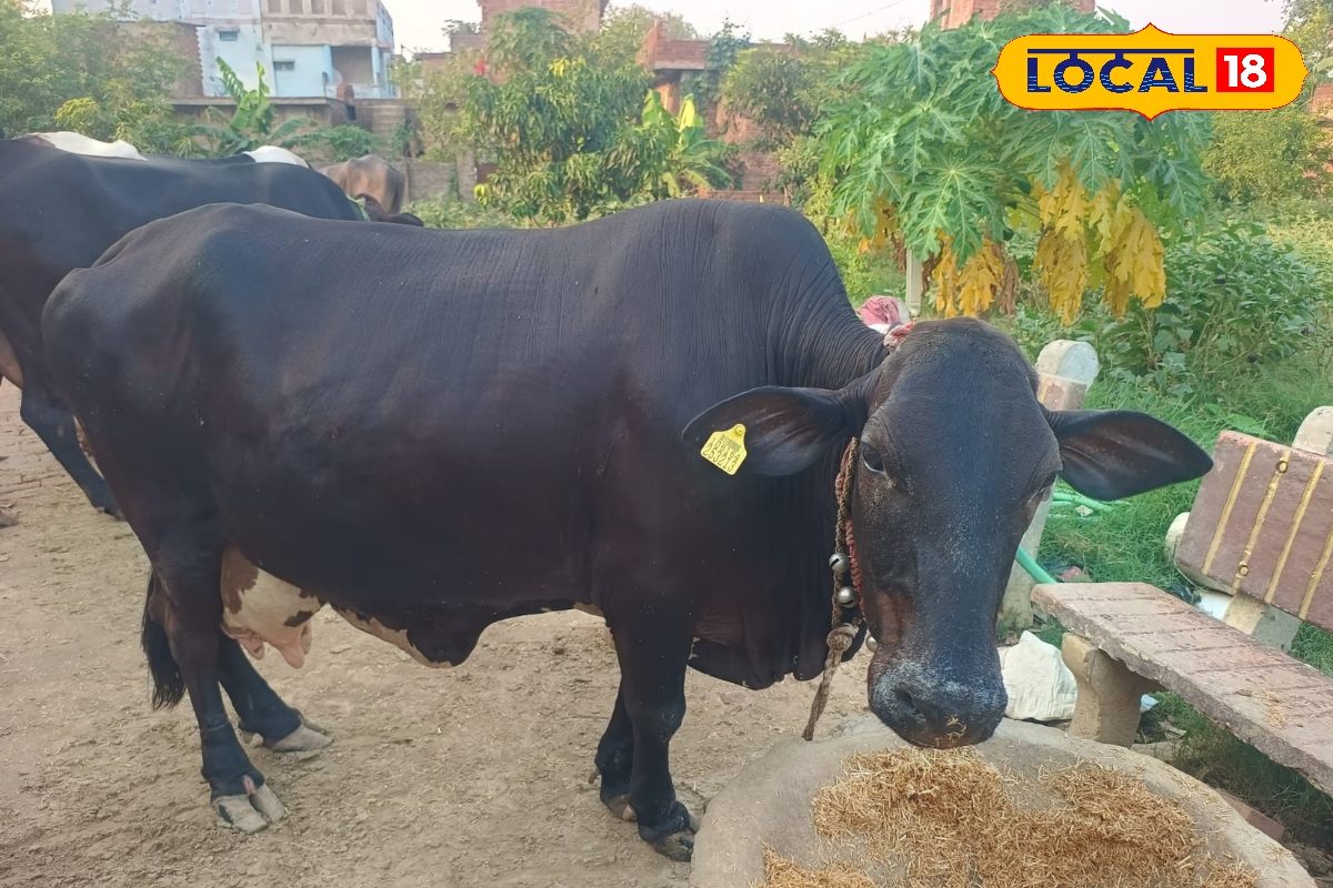 गाय, भैंस के डाइट प्लान में करें बदलाव, भीषण गर्मी में दूध का प्रोडक्शन होगा दोगुना, जाने