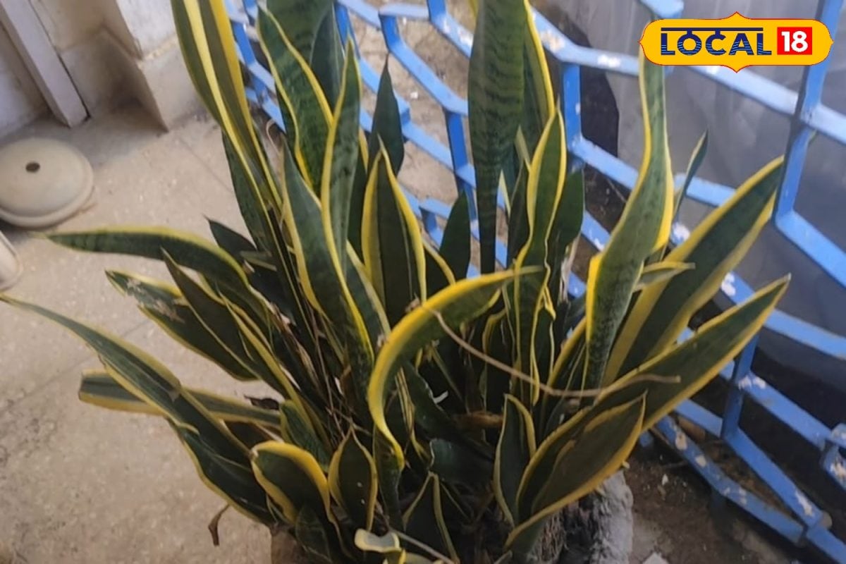 Gardening Tips: इस 5 प्लांट को लगाएं अपने घर के अंदर, प्रदूषण होगा बाहर, मिलेगी जाती और शुद्ध हवा