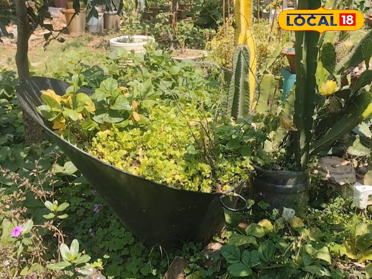 Vegetable Farming: 60 स्क्वायर फीट में उगाएं टमाटर, लौकी, लहसुन-धनिया, वर्टिकल गार्डनिंग से लें ज्यादा पैदावार