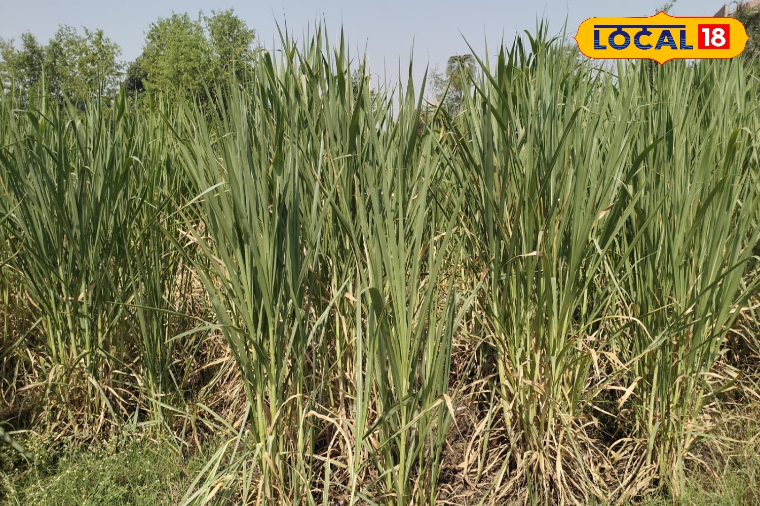 गर्मी में हरे चारे की किल्लत खत्म, पशुओं का दूध बढ़ा देगी सूडान घास, कोडरमा के पशुपालक कर रहे खेती