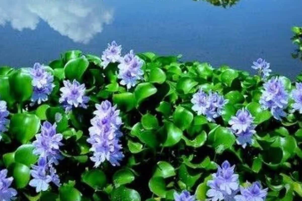 नीले फूलों की चादर जैसा सजा बोकारो सिटी पार्क, खूबसूरती देखने पहुंच रहे हैं लोग, कुछ समय का है मौका