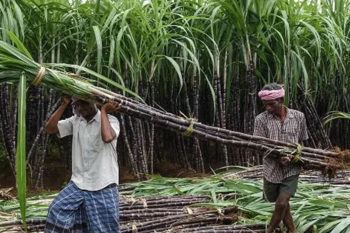 60 साल बाद बदलने जा रहा गन्‍ने से जुड़ा कानून, किसानों को फायदा होगा या नुकसान, एथनॉल उत्‍पादन पर भी असर