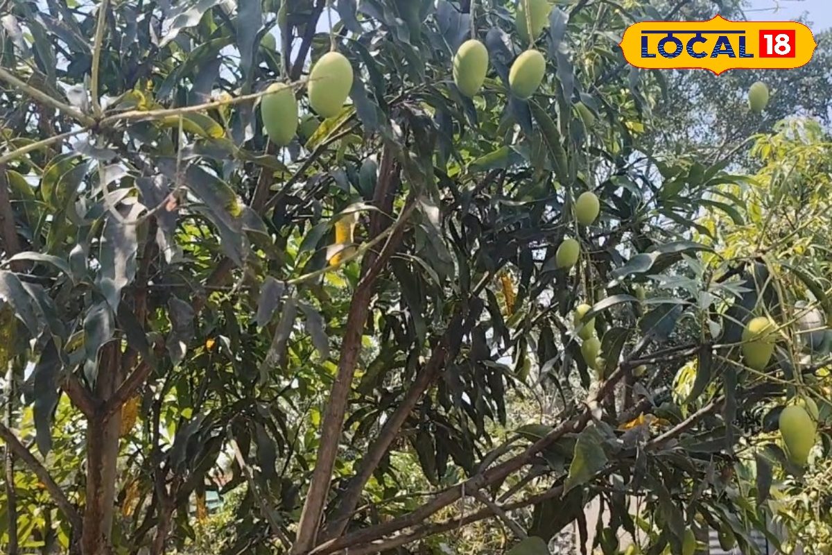 रांची के किसान जेवियर लकड़ा का कमाल, 1 एकड़ में लगाया 150 आम के पेड़, सीक्रेट खाद से गर्मी में डेढ़ लाख कमाई