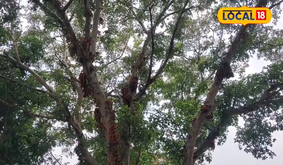 निचलौल के रामजानकी मंदिर में सदियों पुराना अनोखा गुलर का पेड़, राजा रत्नसेन से है नाता, जाने रहस्य