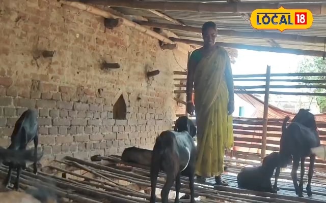 बकरी पालन बना ATM: 4 बकरियों से शुरू किया सफर, अब सालाना लाखों का मुनाफा कमा रही हैं पलामू की महिलाएं