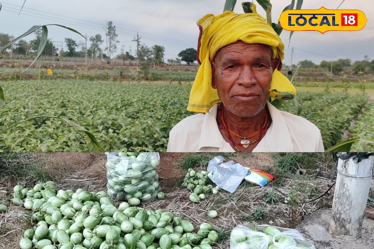 Success Story: 30000 की लागत, 130000 का मुनाफा! किसान बैंगन की इस तरीके से करें खेती, घर बैठे होगी छप्परफाड़ कमाई