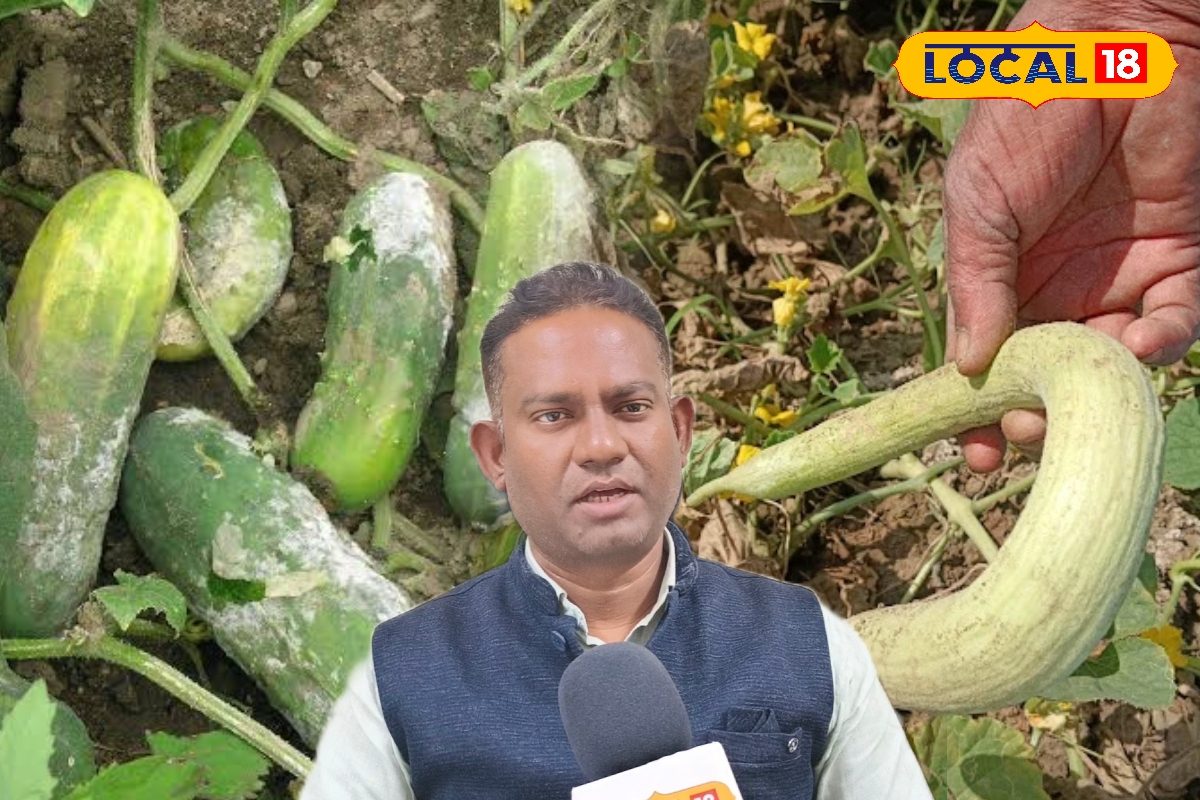 गर्मी में खीरा-ककड़ी की फसल में बढ़ रहीं ये बीमारी, नहीं संभले तो बर्बाद हो जाएगी पूरी फसल